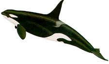 [Orca]